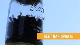 Homemade Bee Trap 4 Month Update | Carpenter Bees