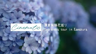 Cinematic | 鎌倉紫陽花名所巡り Hydrangea tour in Kamakura Japan 2021