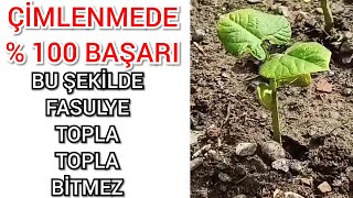 Fasulye Ekme Zamanı