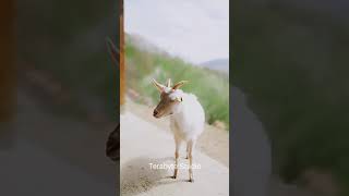 Goat | Goat Videos for kids | Goats Videos #oddlysatisfyingvideo #shorts #goat #goatvideos