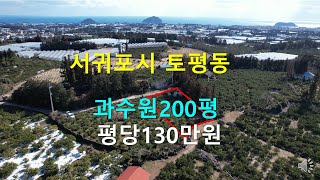 [제주빠빠] 창고가 있는 과수원 서귀포시 토평동 200평 2억6천 ☎ 010 3318 5088