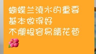 蘭花，澆水的重要，不爛根，容易續花苞🌺2020年7月18日