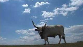 638 Grazing hungarian gray cattle in Hortobágy Nat.Park