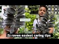 Zz Raven Care Tips | Black Zz | Save Your Zz from Root Rot | How To Care Zz Plant