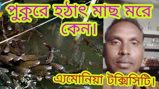 এমোনিয়া টক্সিসিটি ও ঔষুধ। AMONIA TOXICITY AND MEDICINE IN FISH FARMING.#অ্যামোনিয়া ও করণীয়।