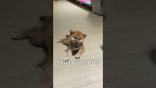 眠そうな柴犬の子犬が可愛い！