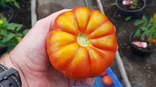 Huge Tomato Harvest