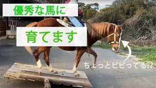 【仔馬のトレーニング】 カナディアンキャンプ大島牧場