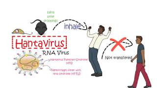 Hantavirus in china: Another Chinese Virus in 2020 (Don't Panic)