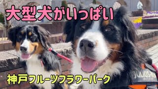 【多頭飼いの日常】ふらりと平日の朝にドッグランに行ってみたら、大型犬がたくさん来てました！【Bernese Mountain Dog】【Chihuahua】