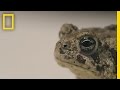 Can We Save These Rare Toads From Extinction? | National Geographic