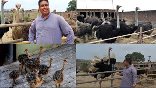 Free Range Biggent Ostrich In Punjab Ostrich Hatching Eggs @HSNEntertainment