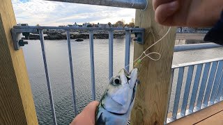 SALEM PIER FISHING