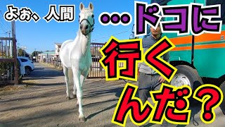 新しい仲間馬がドコかへ行く…？特徴が白くてヤンチャで変顔が得意。更に個性的な一面を持つ10代の芦毛馬がとある事に挑戦するようです。【ツルマルボーイ様のシモベ】