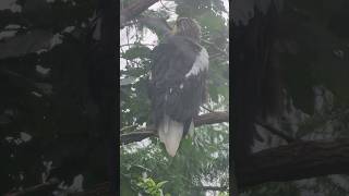 旭山動物園のオオワシ🦅/Steller's sea eagle at Asahiyama Zoo #eagles