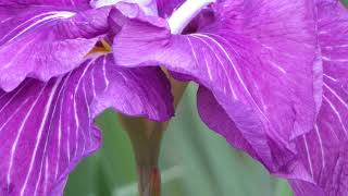 奈良・馬見ケ丘陵公園の花菖蒲苑