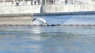 イルカの水路　いおワールド鹿児島水族館　その1