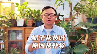 栀子花黄叶是什么原因？怎么补救？主要有5个原因，要对症解决