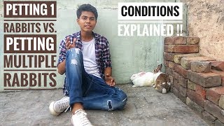 Is It ALRIGHT to Have A Single Rabbit as A Pet? | PETTING 1 VS. MULTIPLE RABBITS AS PETS (Hindi)