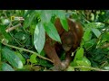 resilient species of the jungle hostile planet हिंदी full episode s1 e1 nat geo wild