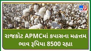 રાજકોટ APMCમાં કપાસના મહત્તમ ભાવ રૂપિયા 8500 રહ્યા | TV9News