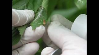 Qué pueden hacer los agricultores para proteger la salud de las plantas