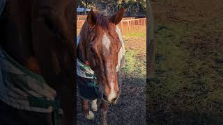 Meet my Equine Family ❤️🥰#horse #shorts #happy #love #PatootTheHoot