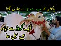 BIGGEST BULL OF PAKISTAN Shan e Pakistan by Jamal Cattle Farm | Cattle Market Karachi Bakra Eid 2022