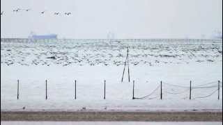 ♪鳥くん野鳥動画（千葉県三番瀬）カワウ大群GreatCormorantMegaFrock