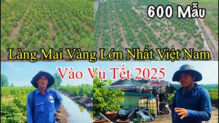 Mai vàng vụ tết 2025 và nỗi lo Ế ẩm tại làng mai vàng lớn nhất Việt Nam, làng mai Bình Lợi.