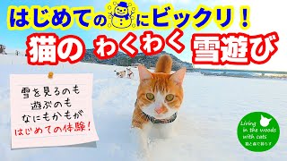 寒さもなんのその！無邪気に遊ぶ３匹がカワイイ!!!【わくわく雪遊び】