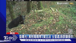 首曝光! 黑熊媽媽帶3寶出沒 玉管處:族群擴張中｜TVBS新聞 @TVBSNEWS01