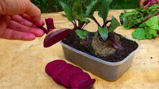 Can you regrow beets from kitchen scraps?