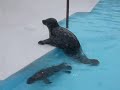 ゼニガタアザラシの親子（harbor　seal）３（札幌円山動物園）