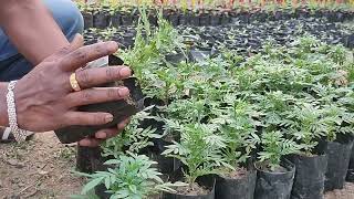 Marigold Plant Care / ଗେଣ୍ଡୁ ଚାରା ର ଯତ୍ନ / Marigold Flowering Secret