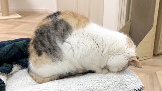 香箱座りからごめん寝になる三毛猫を観察したら仕草がおもしろ可愛すぎました