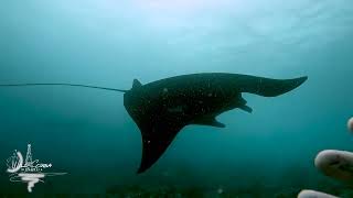 Scuba Diving Belongas - Lombok Manta Rays!!!