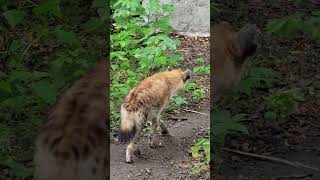 斑點鬣狗 Taipei Zoo