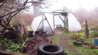 Harvesting and Using Nettles for Health