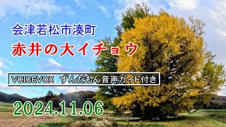 20241106赤井の大イチョウ～会津若松市湊町～VOICEVOXずんだもん音声ガイド付き