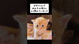 保護した野良猫から生まれた四つ子の長男の成長記録 #shorts