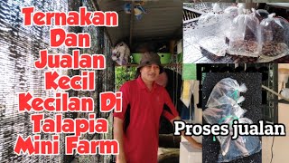 Proses Jualan Dan Ternakan Ikan Di Talapia Mini Farm