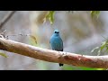 銅藍鶲 verditer flycatcher