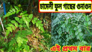 চামেলি ফুল গাছের গুনাগুন ll বশীকরণ কাজে খুব ব্যবহার ll কবিরাজ তান্ত্রিক আকরাম হোসেন