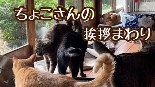 愛想良し猫　ちょこさんの挨拶回り