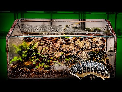 How To Make A Terrarium For Isopods (easy)