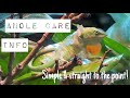 How to keep green anoles in captivity!!(+Info,feeding, setup etc!!)