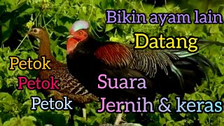 Ayam Hutan Jantan petok petok gacor || Suara Pikat Ampuh Ayam hutan hijau || green junglefowl