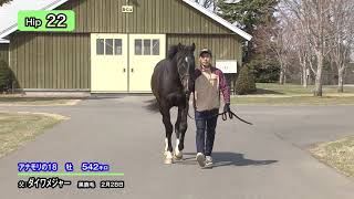 Hip22　アナモリの１８（父ダイワメジャー）