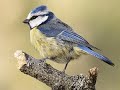 canto de aves de ciudad